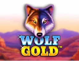 wolf gold one xbet congo